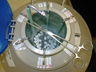 Frozen Semen in Tank