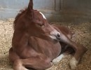 new born there is a nutamongus great english prospect