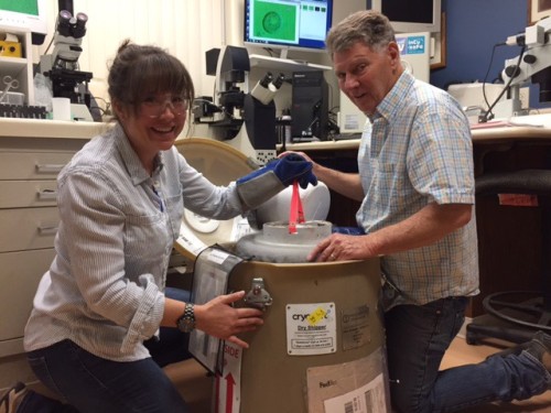 scc inturn student camila helping load frozen semen tank for shipping