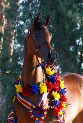 champion fillies raw topaz
