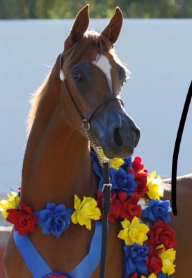 chestnut scottsdale fillies