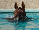 pool face