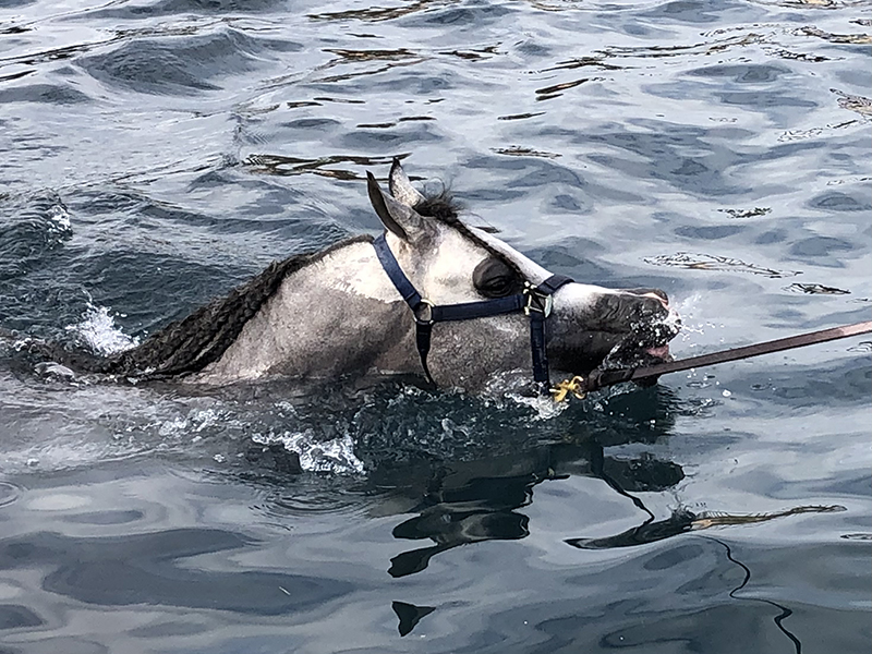 Horse Swimming